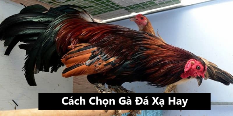 Gà có dáng đậm sẽ rất phù hợp để đá xạ