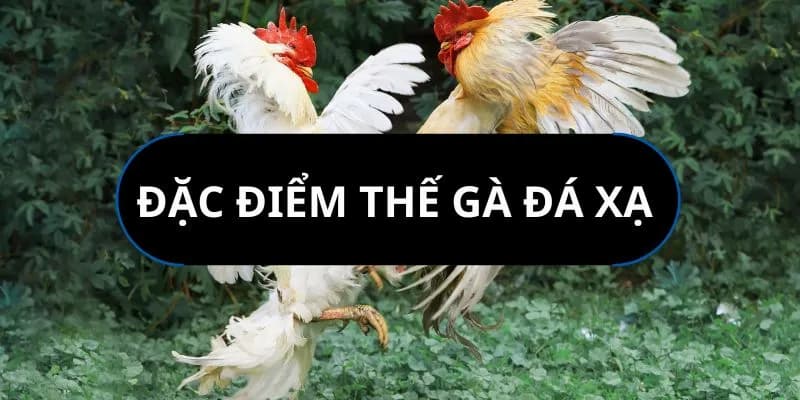 Gà đá xạ ra đòn nhanh, trực diện và khó đoán