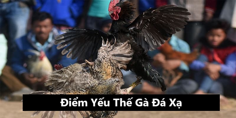 Gà đá xạ rất dễ thua nếu đối thủ phòng ngự chặt