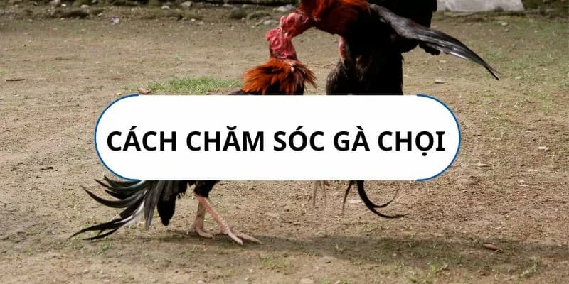 Hướng dẫn chăm sóc gà để đá xạ giỏi trong thời gian ngắn