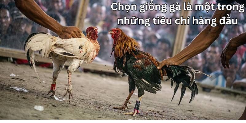 Cần phải nghiên cứu và có kinh nghiệm lâu năm để chọn ra giống phù hợp