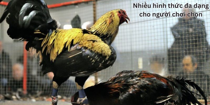 Người chơi không bị nhàm chán bởi 1 hình thức